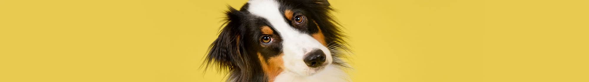 Playful dog with puppy dog eyes