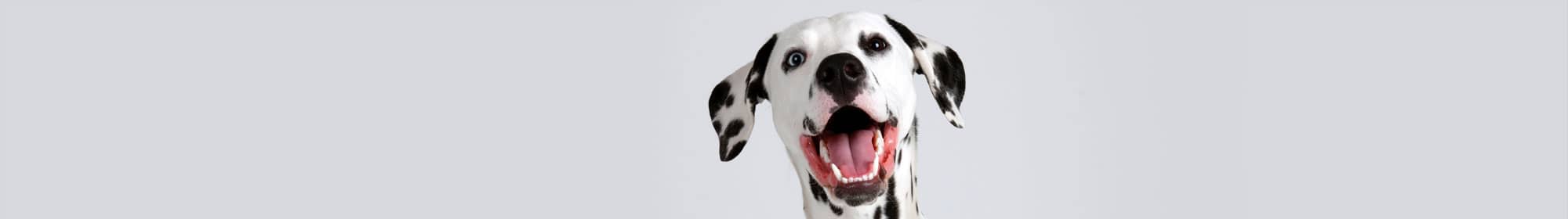 Dog using cell therapy