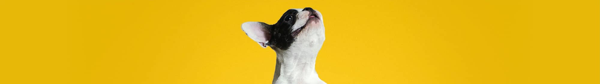 Dog looking up