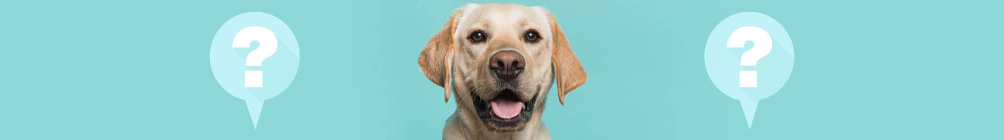 Dog using stem cell therapy