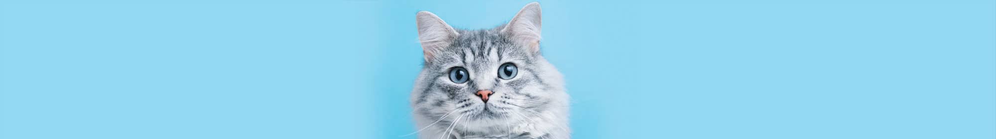 Cat using stem cell therapy