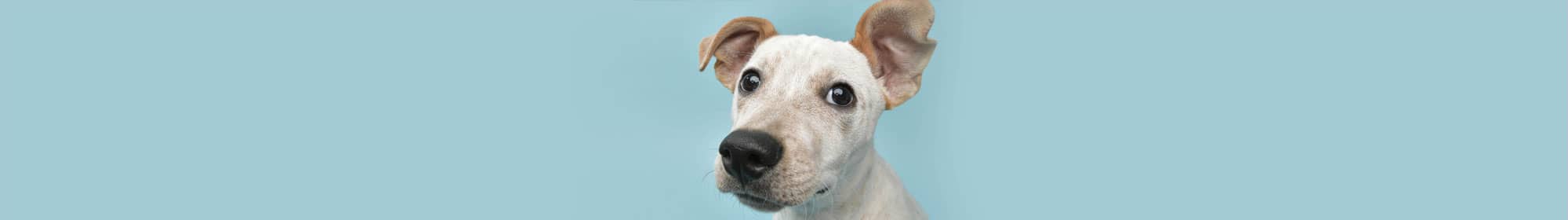 Dog using stem cell therapy