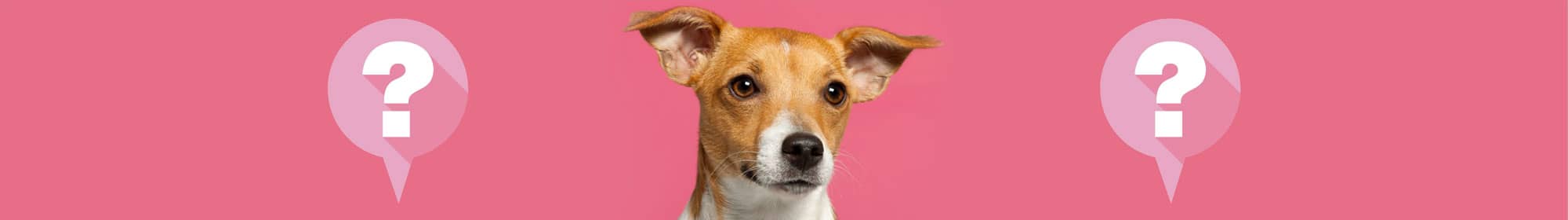 Tissue donor dog