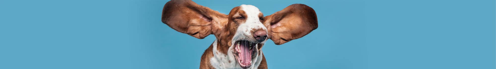 Dog yawning