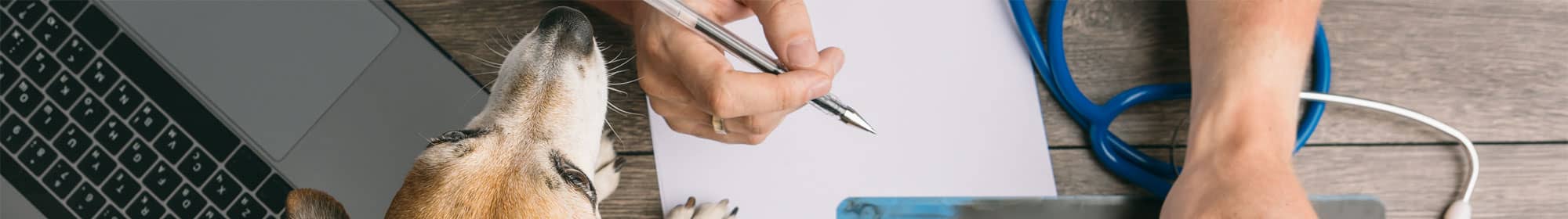 Vet filling in forms for dog tissue donation