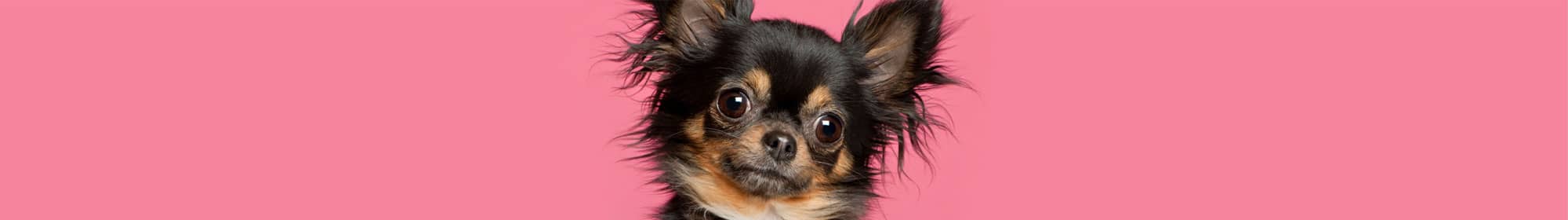 Dog tissue donation donor