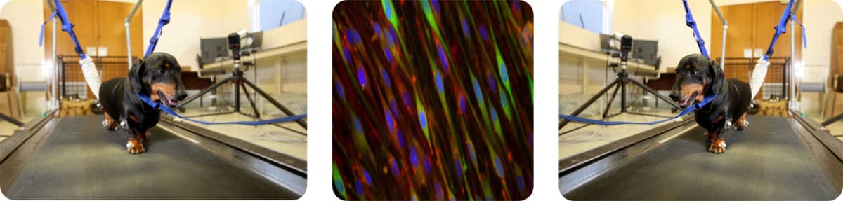 Olfactory ensheathing cells