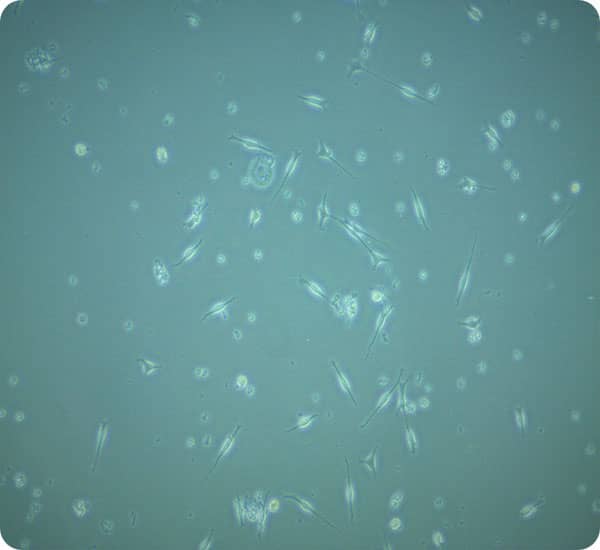 Pet cells