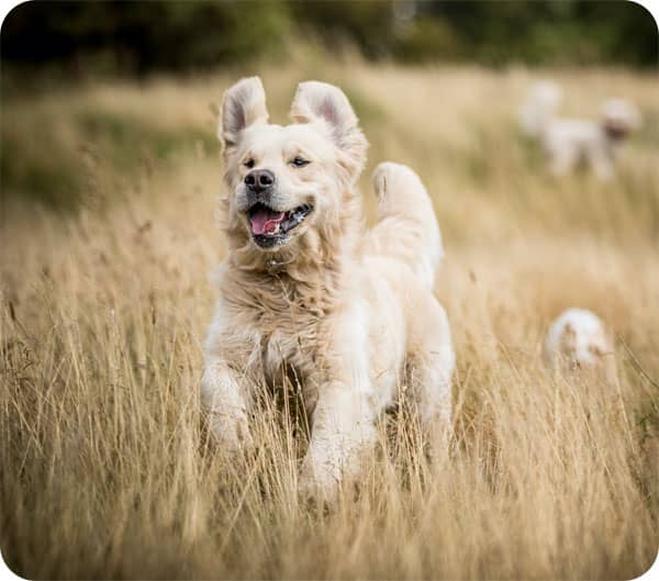 Successful cell therapy for spinal cord injuries treatment for dog in Wrexham