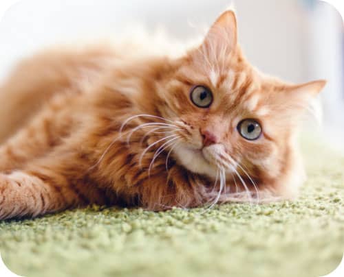 Cat lying down