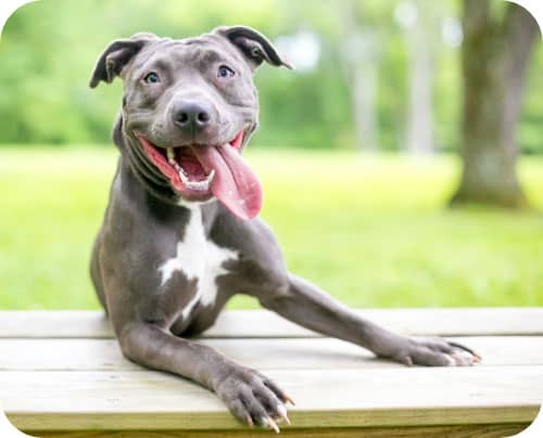 Smiling dog