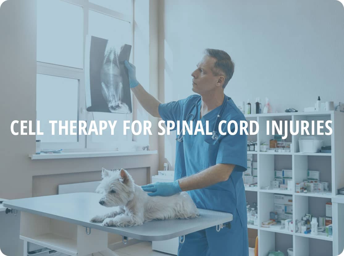 Cell Therapy for Spinal Cord Injuries