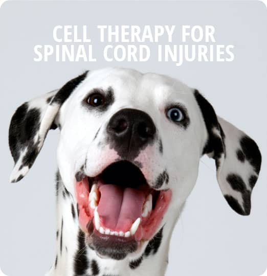 Cell Therapy for Spinal Cord Injuries