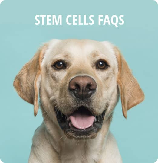 Stem Cells FAQs