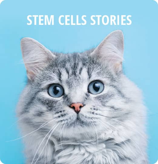 Stem Cells Stories