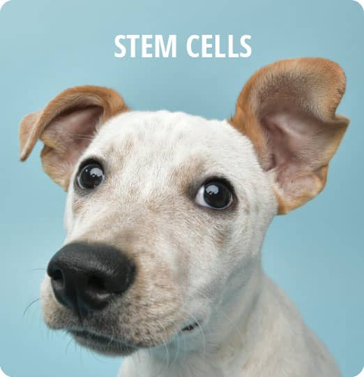Stem Cells