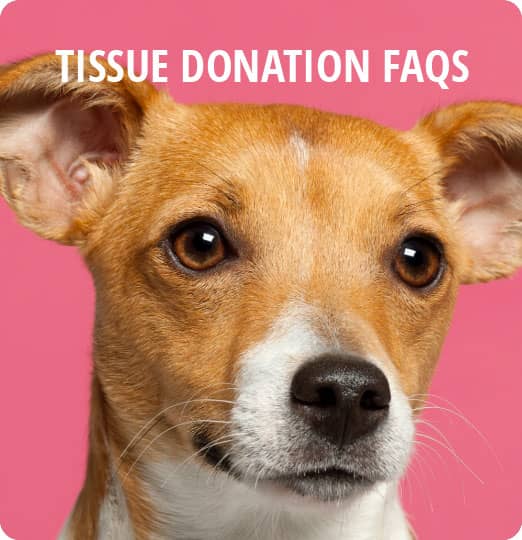 Tissue Donation FAQs