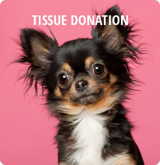Tissue Donation