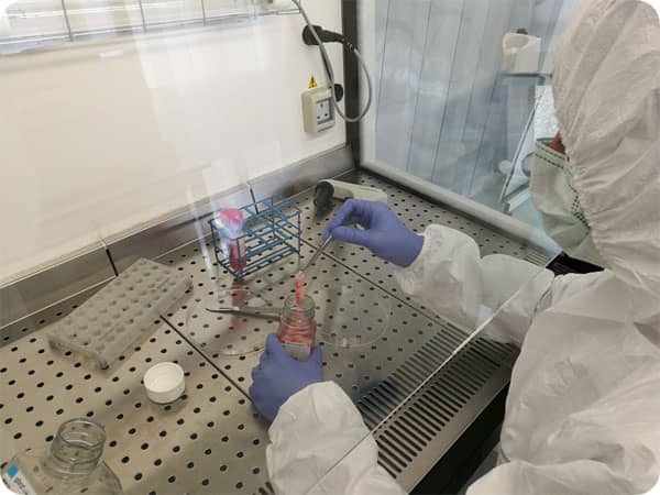 Pet stem cells in lab
