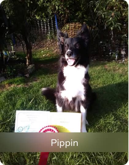Pippin