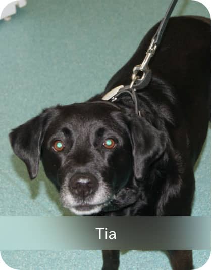 Tia