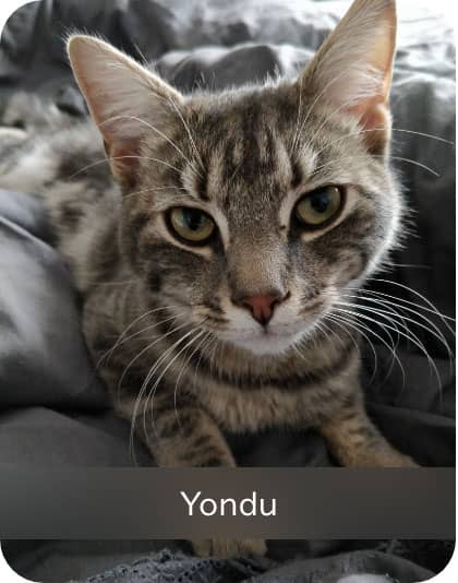 Yondu
