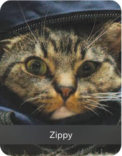 Zippy