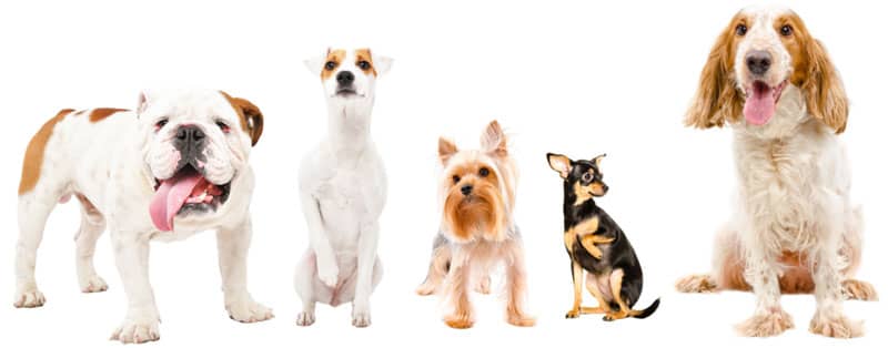 Range of dogs that are tissue donors